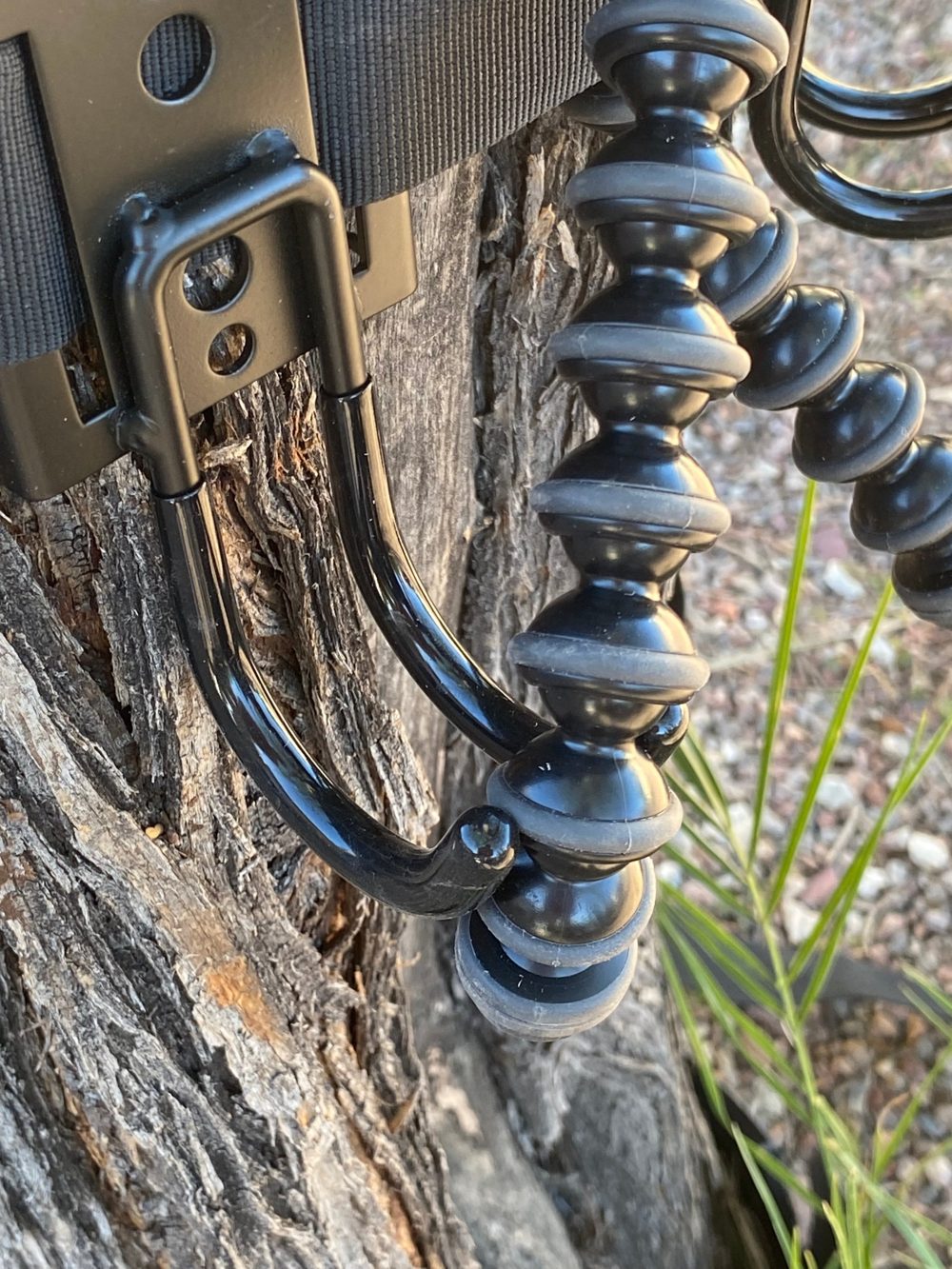 Close-up: the strap's metal hook plates hold the GorillaPod's legs against the bark.