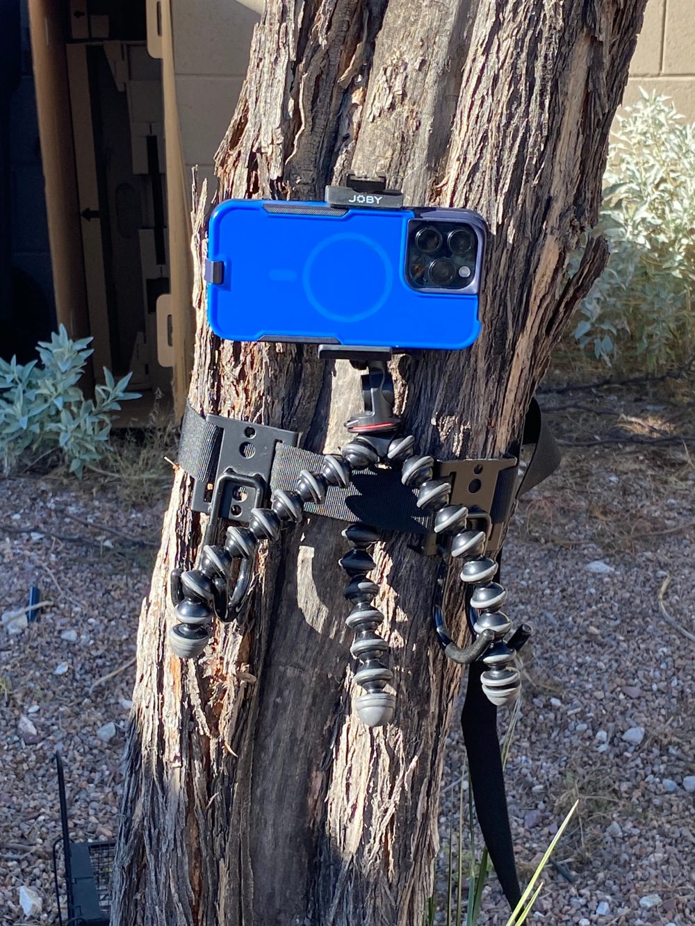 A phone in a clamp on a GorillaPod, strapped to a tree trunk with a hooked strap.